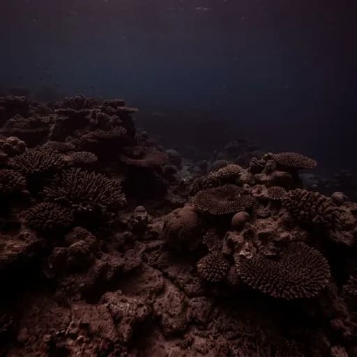 coral catalog styling — Mysterious Depths Below