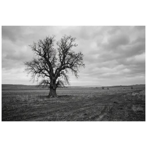 gris catalog styling — Solitary Grey Woodland Atmosphere
