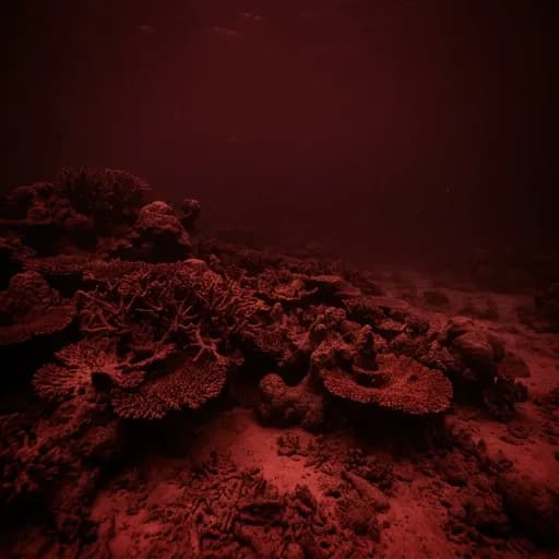 coral catalog styling — Crimson Depths Below